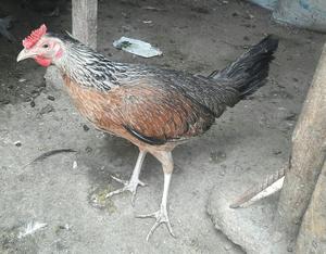 Vendo Gallina 14 Meses