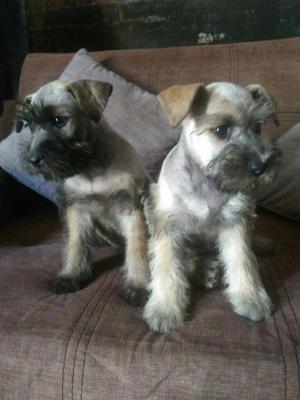 Venta Cachorros Schnauzer N° 