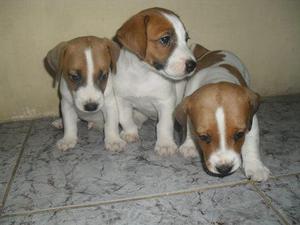 hermosos cachorros jack russell