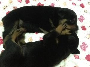 rottwailer bebes