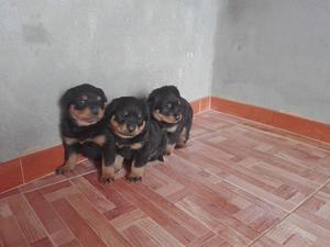 rottweiler hembras