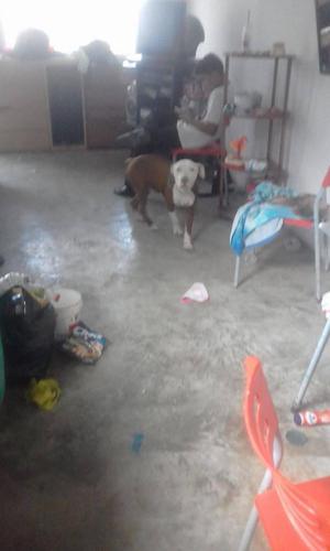 vendo cachorro pitbull de 7 meses