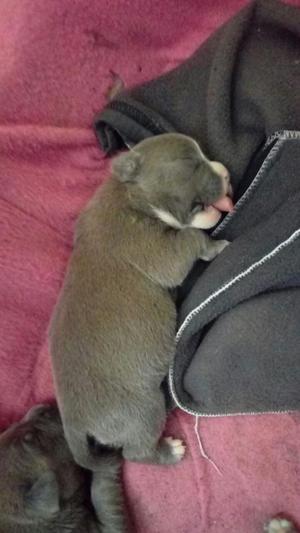 American Bully