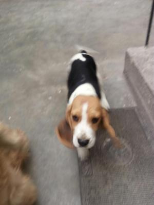 Beagle Cachorro de 4 Meses