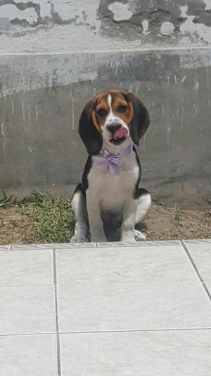 Beagle de 3 Meses
