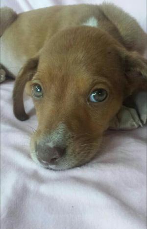 Cachorra Ojos Verdes en Adopción