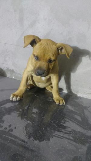 Cachorrita Pitbull Caramelo