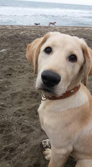 Cachorro Labrador Retriever de 6 meses