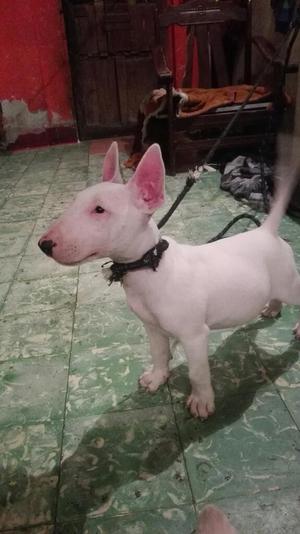 Cachorros Bull Terrier Ingles