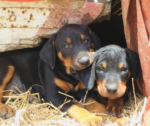 Cachorros Doberman