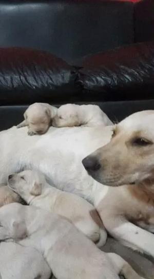 Cachorros Labradores en Venta