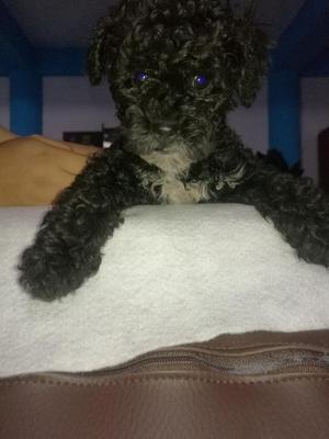 Cachorros Poodle