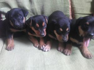 Cachorros Rottweiller