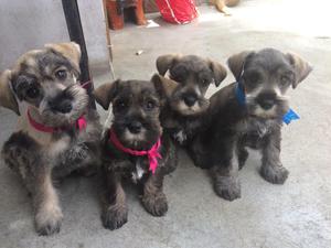 Cachorros Schnauzer Miniatura