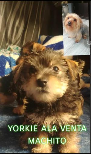 Cachorros Yorkie Ala Venta