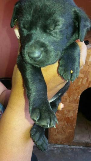 Cachorros en Adopcion