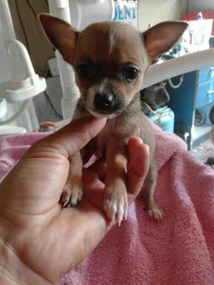 Chihuahua Solo Dos Machitos