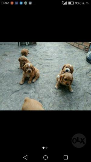 Cocker Cachorritos