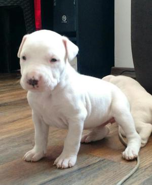 Dogo Argentino