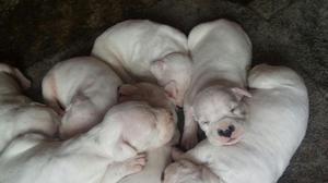 Dogo Argentino