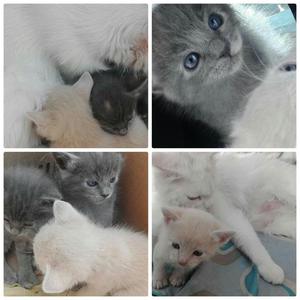Doy en Adopción Gatitos Bebes