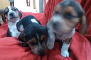 Hermosos cachorros Beagles hembras y machos