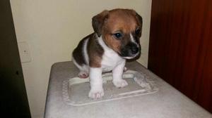 Jack Russell