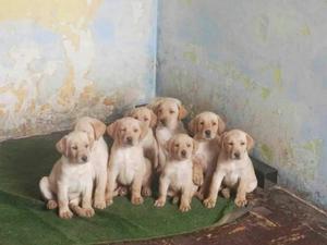 Labradores Cachorros