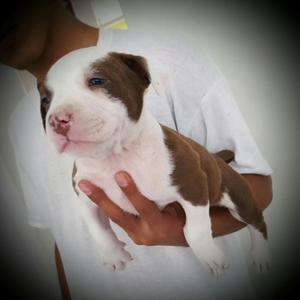 Pit Bull Black Y Red Nose