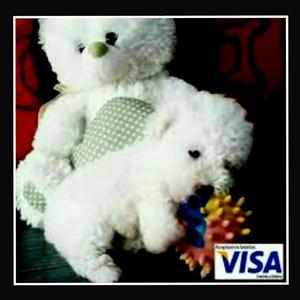 Poodle Blancos con Garantia Veterinariaa