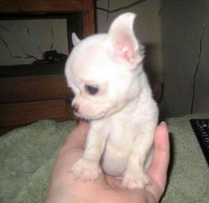 Se Vende Mi Unica Cachorra Chihuahua Toy
