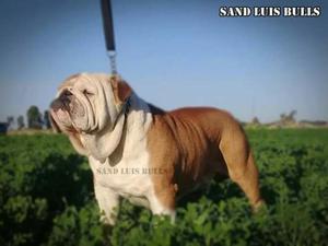 Servicio de Monta Bulldog Ingles