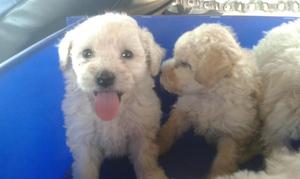 VENDO CACHORROS POODLE TOY CON TARJETA