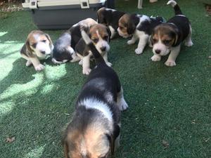 Vendo Beagles