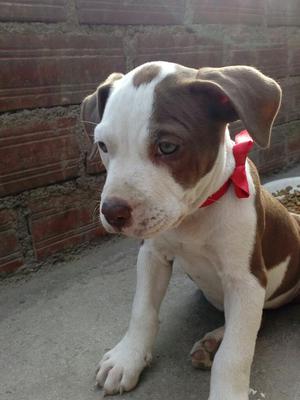 Vendo Fusion Pitbul/ab Vacunadas