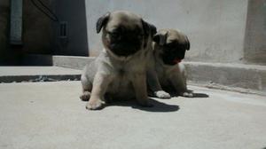 cachorro pug carlino