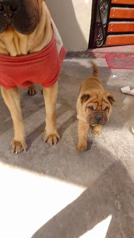 vendo hermoso cachorro sharpei de un mes y 14 dias