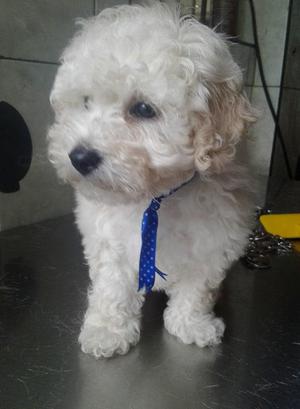 veterinario vende cachorro poodle miniatura vacunado