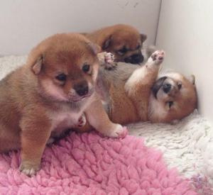 AKITA CACHORROS HERMOSOS