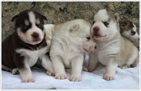 ALASKA CACHORROS HERMOSOS