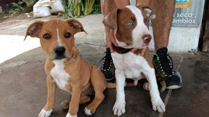 American Amstaff Terrier con Pitbull