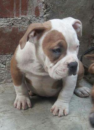 American Bully
