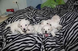 BICHON FRISE BELLOS CACHORROS