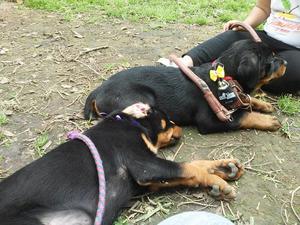 CACHORROS ROTTWEILER