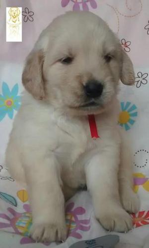 Cachorros Golden Retrieverperu