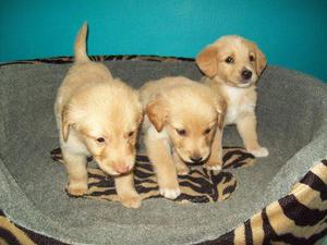 GOLDEN RETRIEVER BELLOS CACHORRITOS