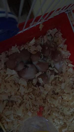 Hamsters Sirios