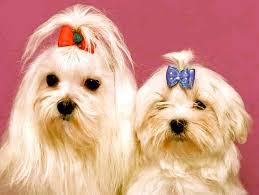 PERRITOS BELLOS MALTESES