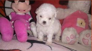 POODLE HEMBRITAS Y MACHITOS TOY