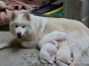 SAMOYEDO CACHORRITOS LINDOS